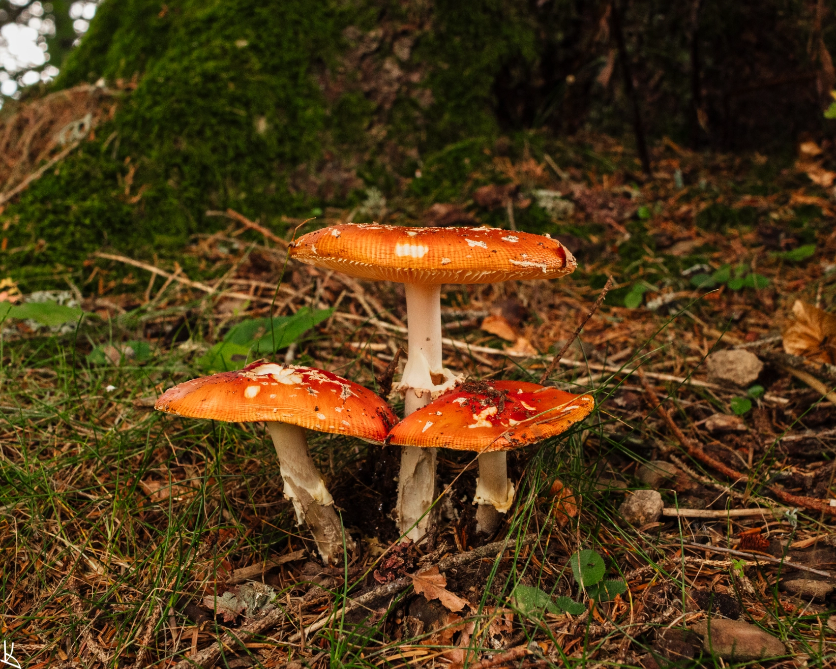Forêt du Puy de Montchal